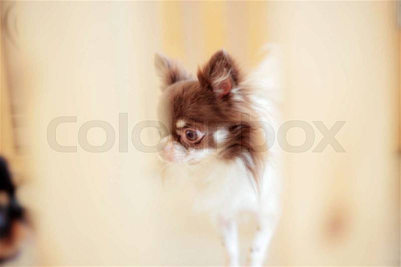 Dog in a cage on floor of pet shop, stock photo