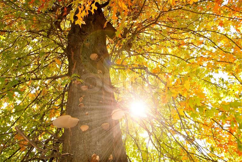 The tree in the sun, stock photo