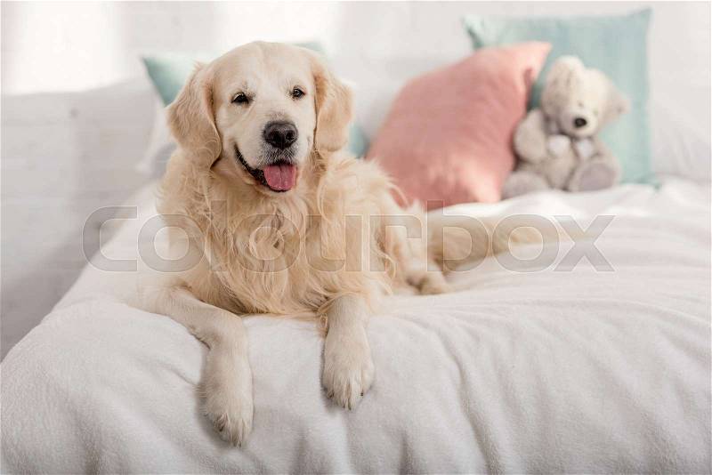 Cute golden retriever dog lying on bed children room, stock photo
