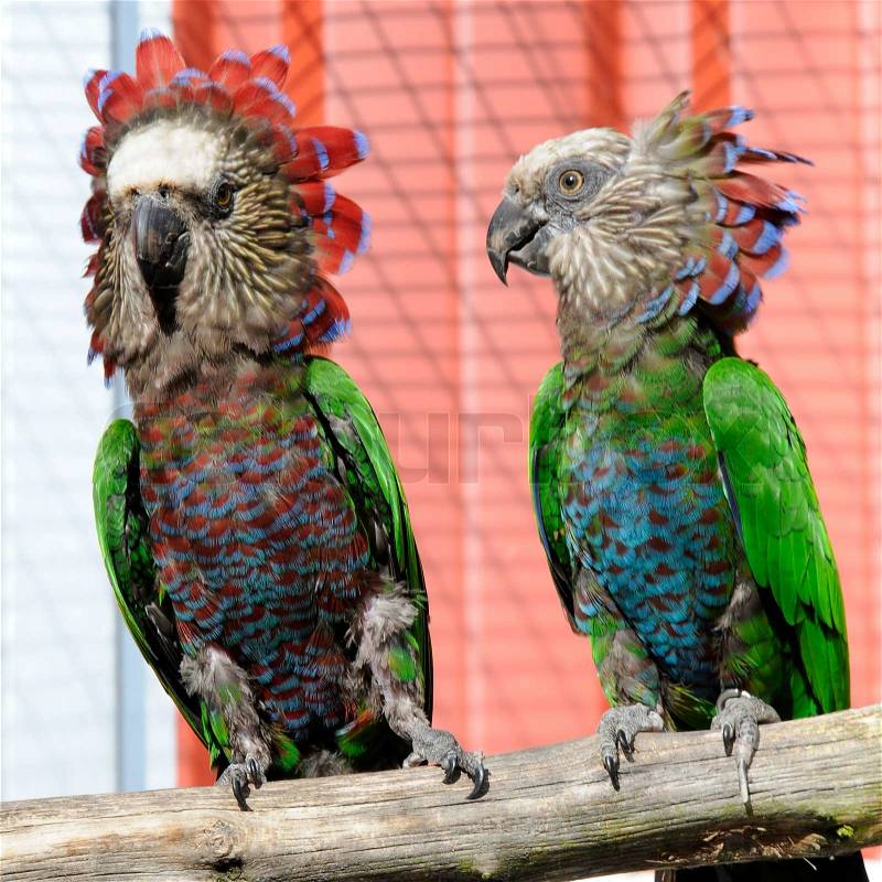 Collar parrots Hawk head Red fan, stock photo