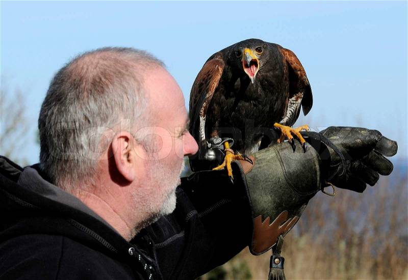 Falconry man and bird, stock photo