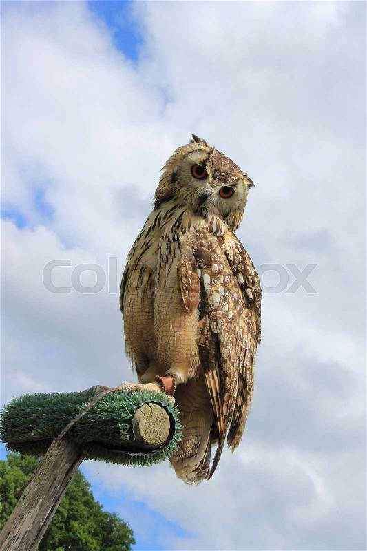 Blue sky with clouds and the owl is sitting and looking down in the park of Leeds Castle in England in the summer, stock photo