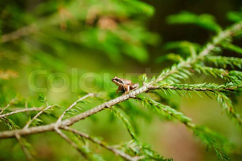 Small brown frog sitting on firtree branch covered by bright green conifer in the forest, stock photo