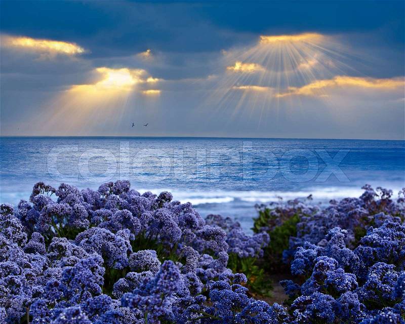 Limonium perezii ~ Lilac Purple Statice Sea Lavender Growing On Pacific Ocean Bluff At Sunset, God Rays Beaming Through Stormy Cloud Covered Sky, stock photo