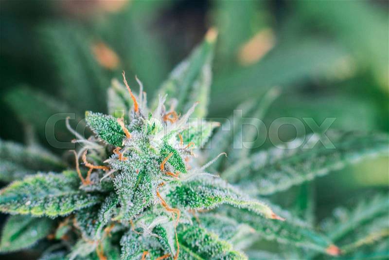 Top down macro photograph of purple a untrimmed medical marijuana flower showing trichomes and orange hairs and leaves, stock photo