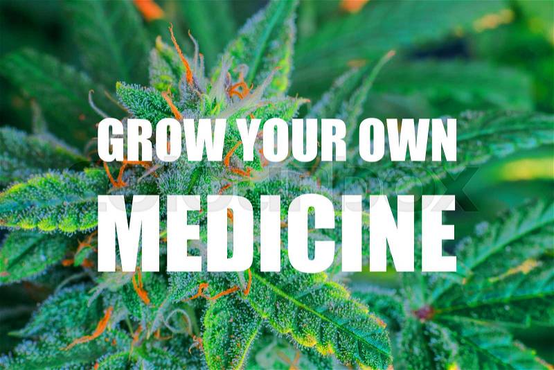 Blue Dream Cannabis Flower, grow your own medicine text, stock photo