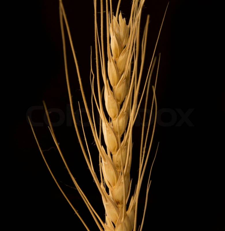 Yellow wheat on a black background, stock photo