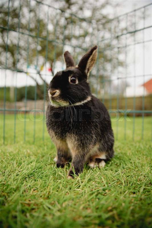 Close-up of a pet rabbit outdoors while in a cage, stock photo