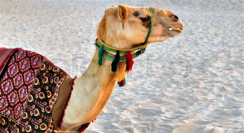 Camel desert animal with traditional Bedouin saddle , stock photo