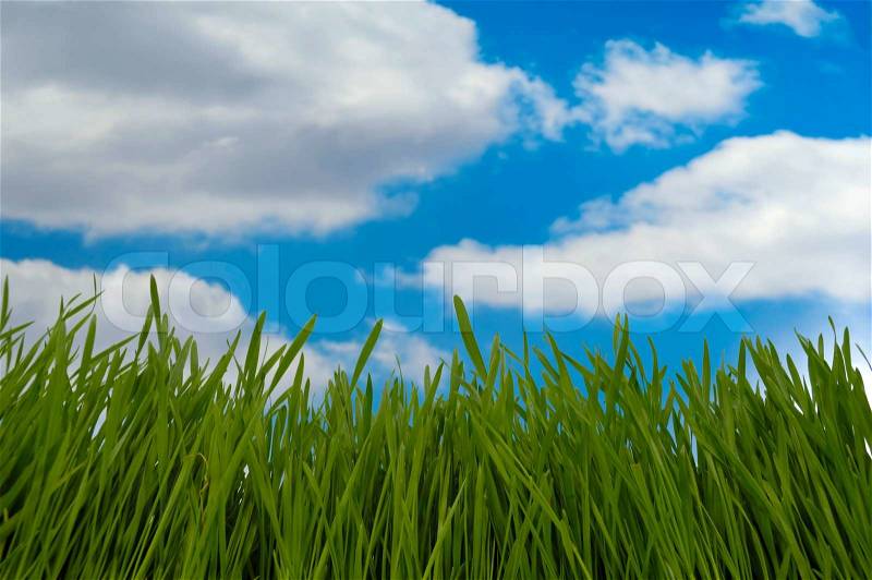 Green grass and clouds, stock photo