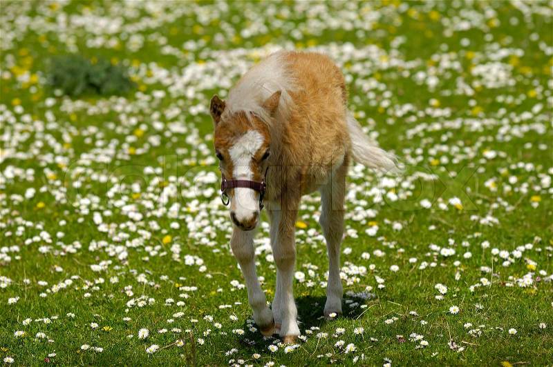 Horse foal on grass with flowers, stock photo
