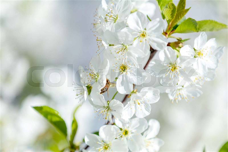 Spring background art with white cherry blossom. Beautiful nature scene with blooming tree and sun flare. Abstract blurred background. Shallow depth of field, stock photo