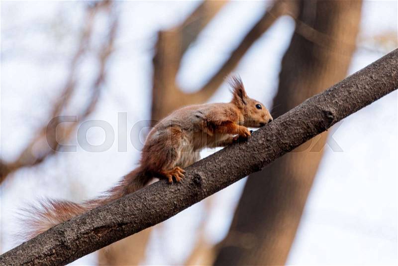Squirrel on tree branch. Squirrel in nature. Cute squirrel on tree branch. Squirrel portrait, stock photo