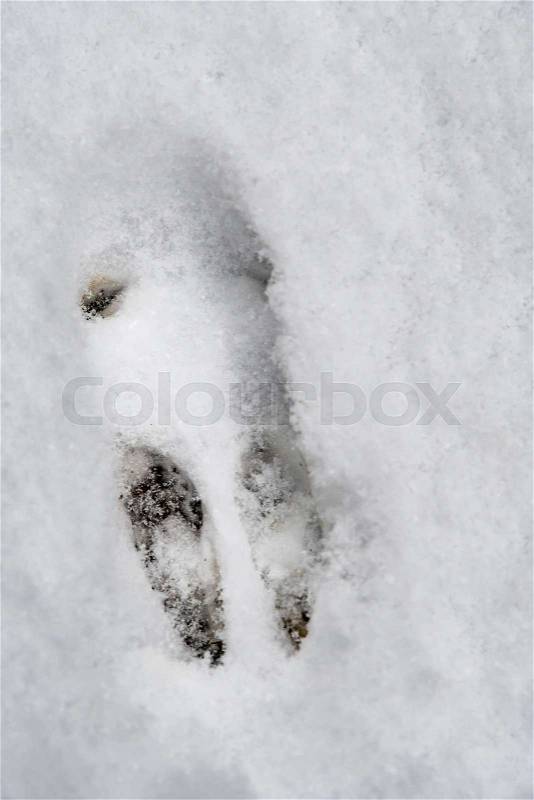 Footprint of a wild rabbit in winter in snow, stock photo