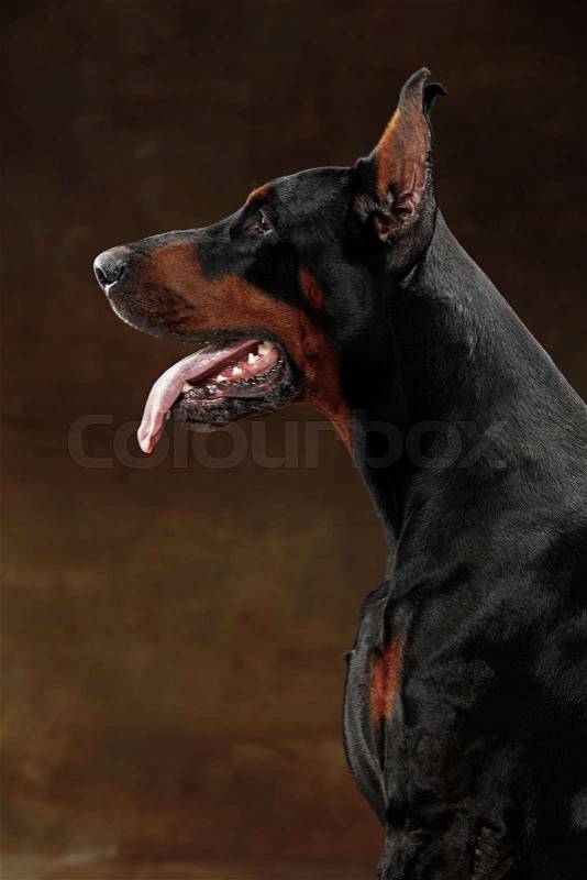Doberman Pinscher, funny emotional dog on studio background, stock photo