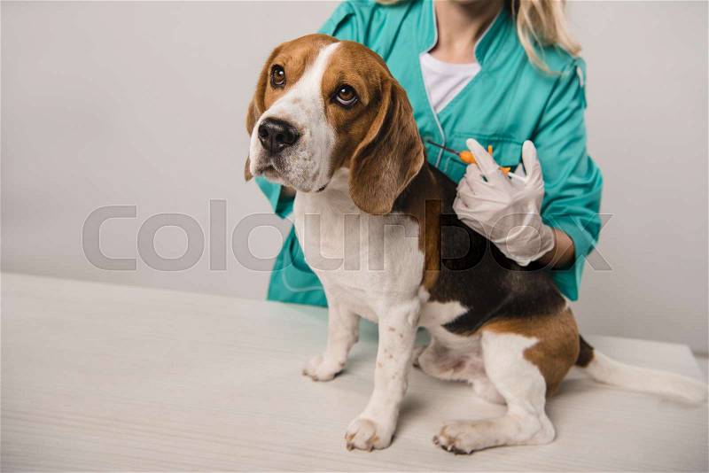 Cropped view of female veterinarian holding syringe for microchipping beagle dog on grey background, stock photo