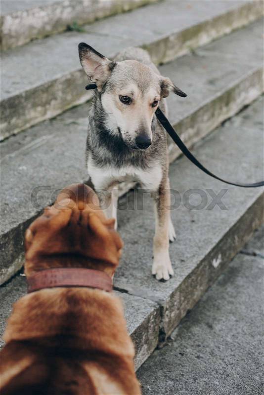 Two dogs talking in street. Cute brown sharpei and scared grey stray dog chatting on stairs. Conversation among animals, stock photo