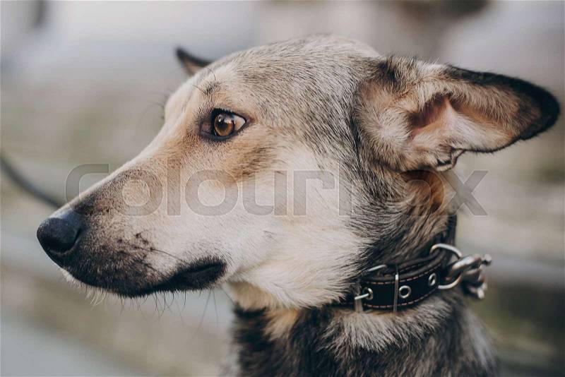 Portrait of cute gray dog in city street. Scared stray dog with sad eyes and emotions walking in city street, looking for home. Adoption concept, stock photo