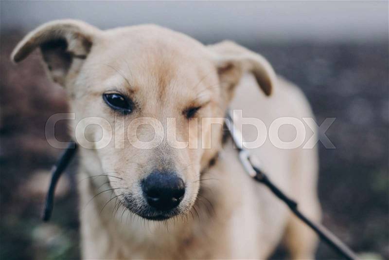 Portrait of cute golden puppy winking with black eyes and emotions in park. Dog shelter. Scared homeless doggy walking in city street. Adoption concept, stock photo