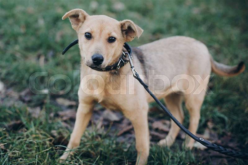 Cute golden puppy winking with black sad eyes and emotions walking in park. Dog shelter. Scared homeless doggy in city street. Adoption concept, stock photo
