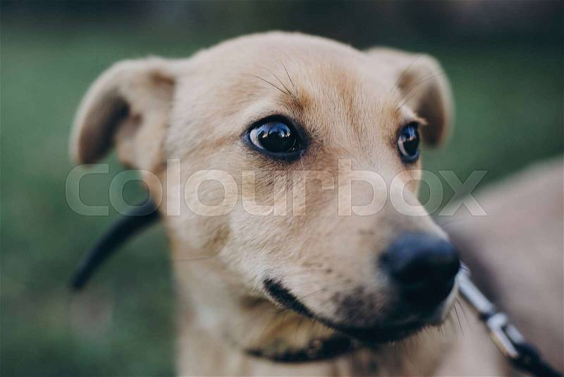 Portrait of cute golden puppy with sad black eyes and emotions in park. Dog shelter. Scared homeless doggy walking in city street. Adoption concept, stock photo