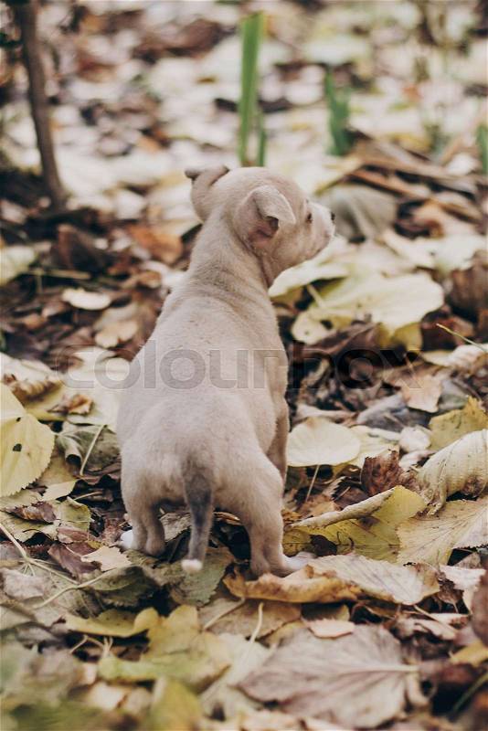 Cute little staff terrier puppy walking in autumn park. Scared homeless beige puppy playing in city street. Adoption concept. Dog shelter, stock photo