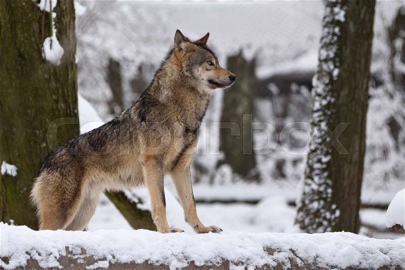 Timber wolf hunting in the winter forest, stock photo