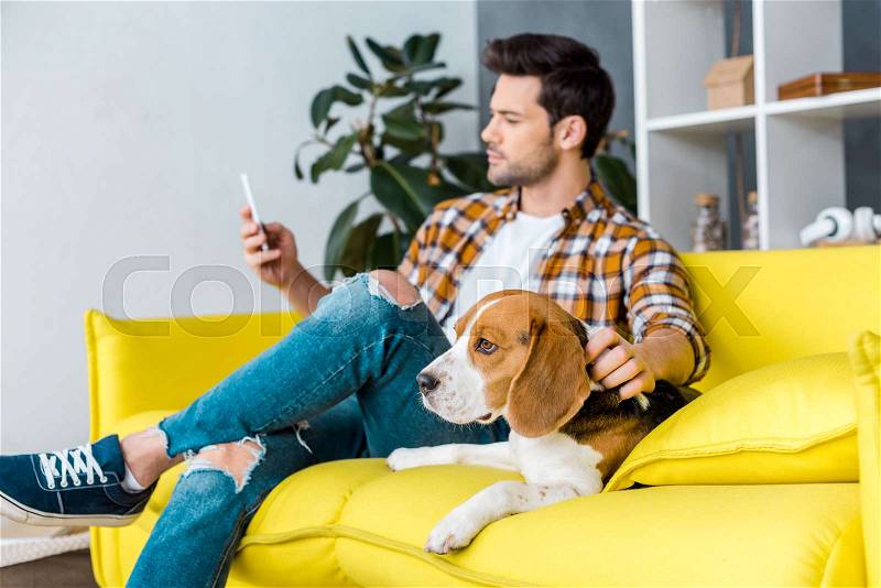 Selective focus of beagle dog and man with smartphone, stock photo