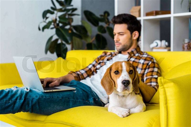 Selective focus of beagle dog and man with laptop in living room, stock photo