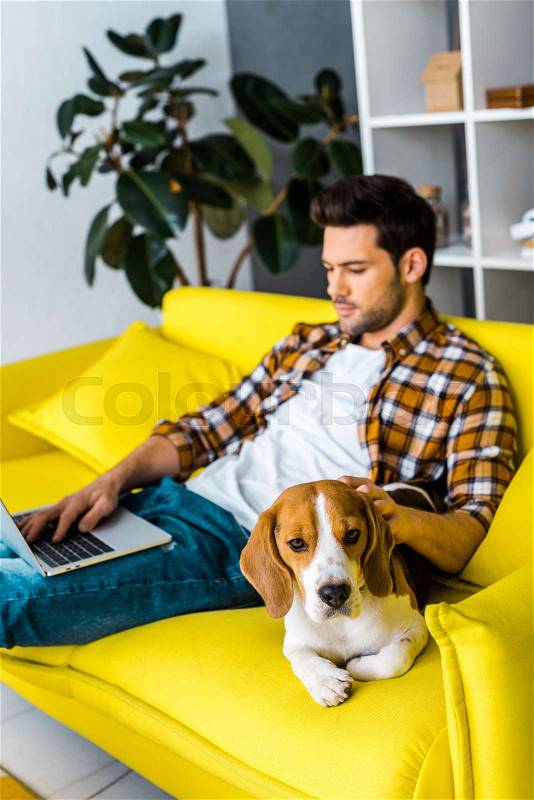 Cute beagle dog and man with laptop on sofa in living room, stock photo