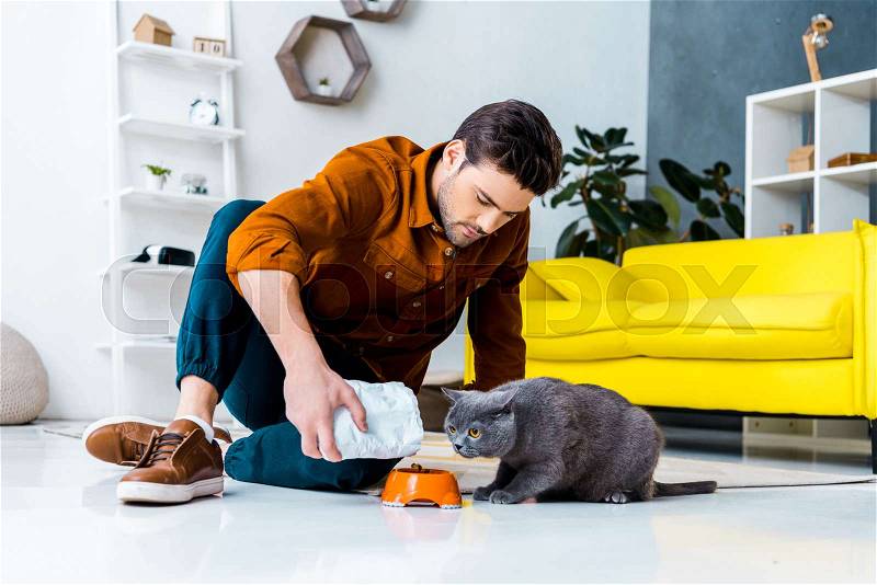 Young man feeding grey british shorthair cat in living room, stock photo