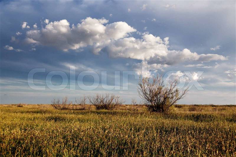 Spring in the steppes, stock photo