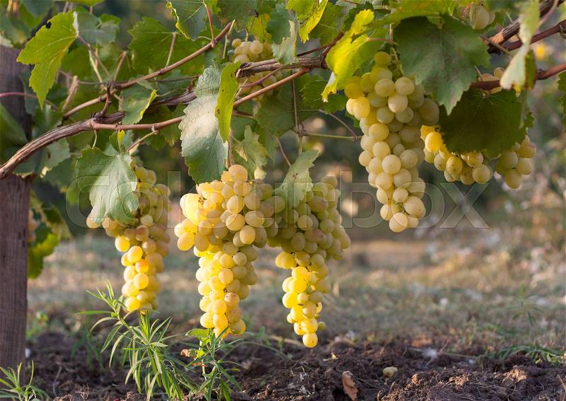 White grapes vineyard and white grapes fruit. White grapes agriculture, stock photo