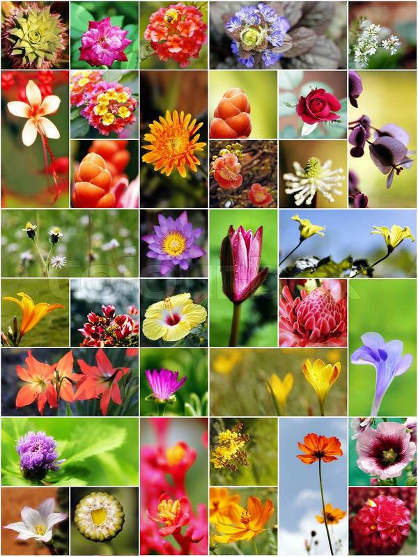 Collection of variety of flowers in different shapes, colors and designs, stock photo