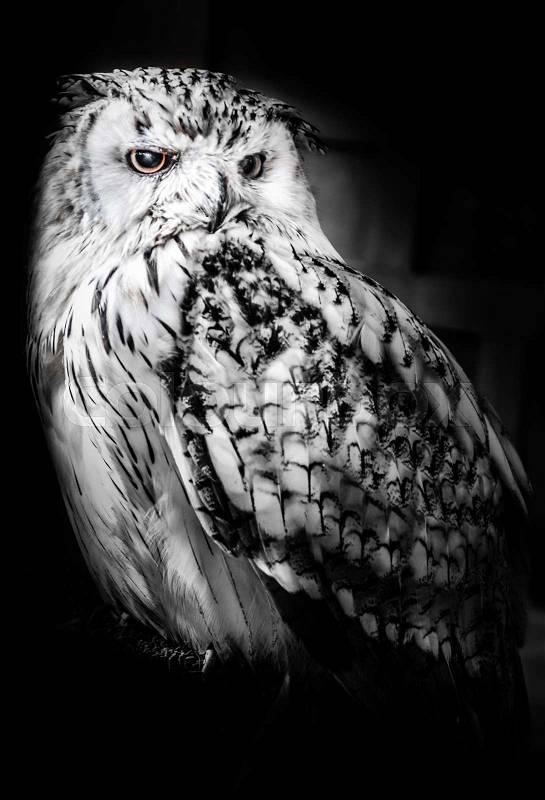 Owl monochrome isolated on black background , stock photo