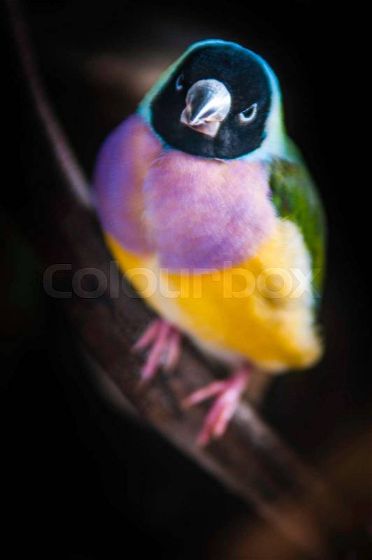 Gouldian Finch colorful bird, stock photo