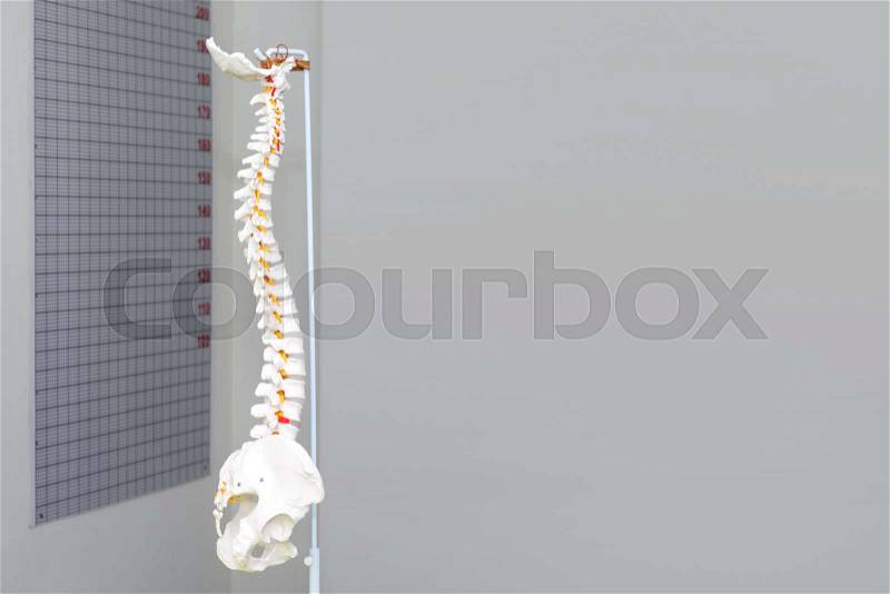 Artificial human cervical spine model in medical office. Copyspace for text, stock photo