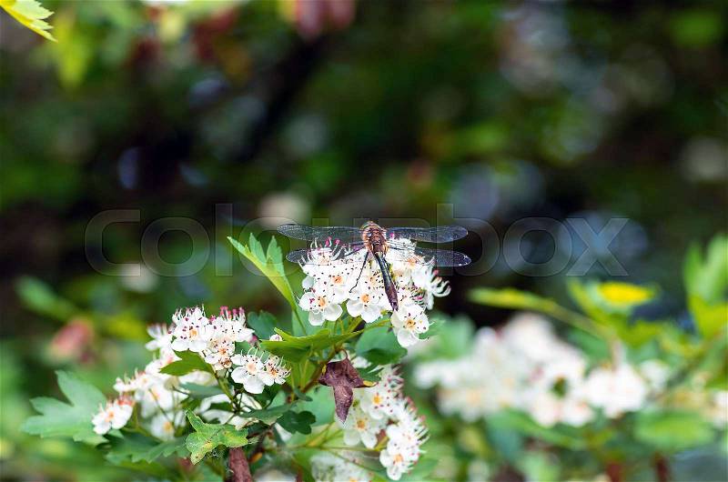 Dragonfly sitting on flowers hawthorn close up. Nature background, stock photo