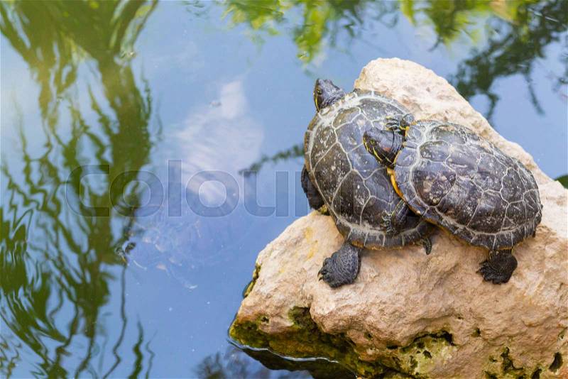 Turtles standing on a stone in the water. Yellow-bellied Slider (Trachemys scripta scripta), stock photo