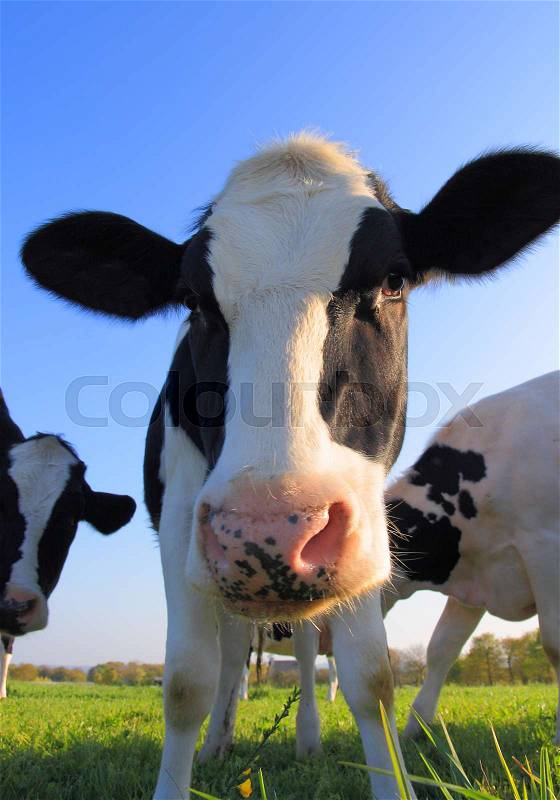 Portrait of curious Holstein cow cattle in the meadow, stock photo