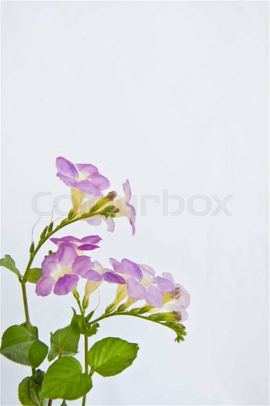 Pink flower on white background, stock photo