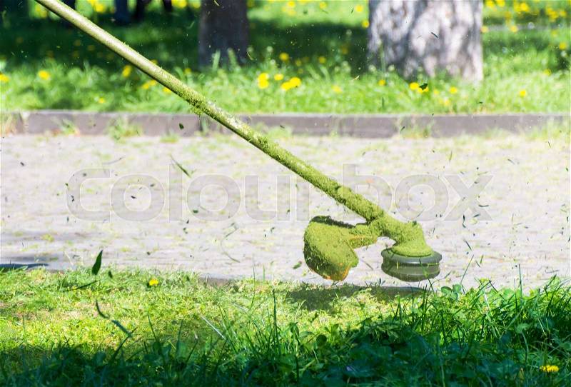 Crazy grass cutting in the park with gasoline trimmer. head with nylon line cutting grass and dandelions in to small pieces. flying plant lumps. beautiful gardening ..., stock photo