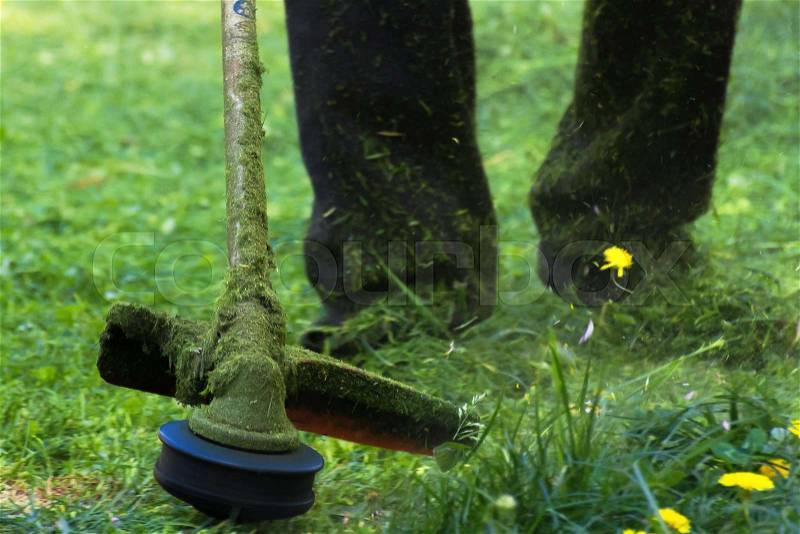 Crazy grass cutting in the park with gasoline trimmer. head with nylon line cutting grass and dandelions in to small pieces. flying plant lumps. beautiful gardening ..., stock photo