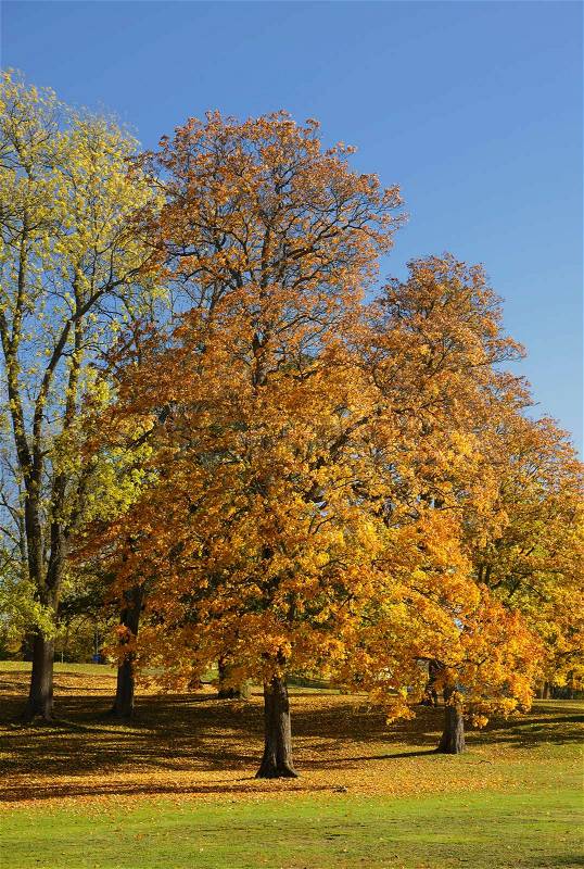 Autumn at backyard and garden. Nature background with colorful trees at sunny day, Drottningholm - Sweden, stock photo