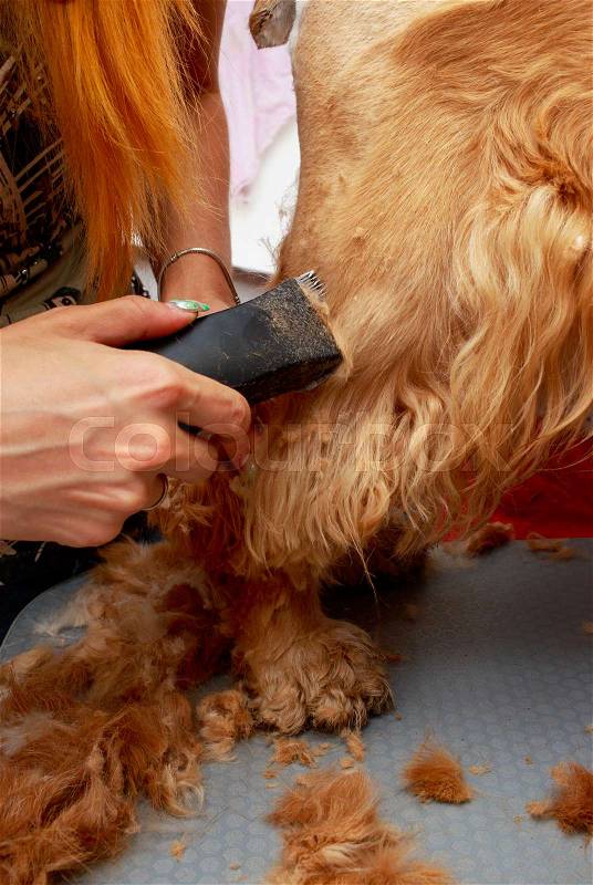 Grooming hair of a dog Cocker Spaniel, stock photo