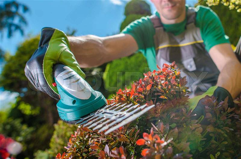 Spring Time Plants Trimming. Caucasian Men with Small Electric Trimmer Cutting Plants. Gardening and Landscaping Theme, stock photo