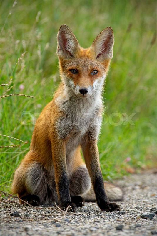 Detail of young red fox, vulpes vulpes, sitting on gravel roadside in summer. Wild animal on road, stock photo