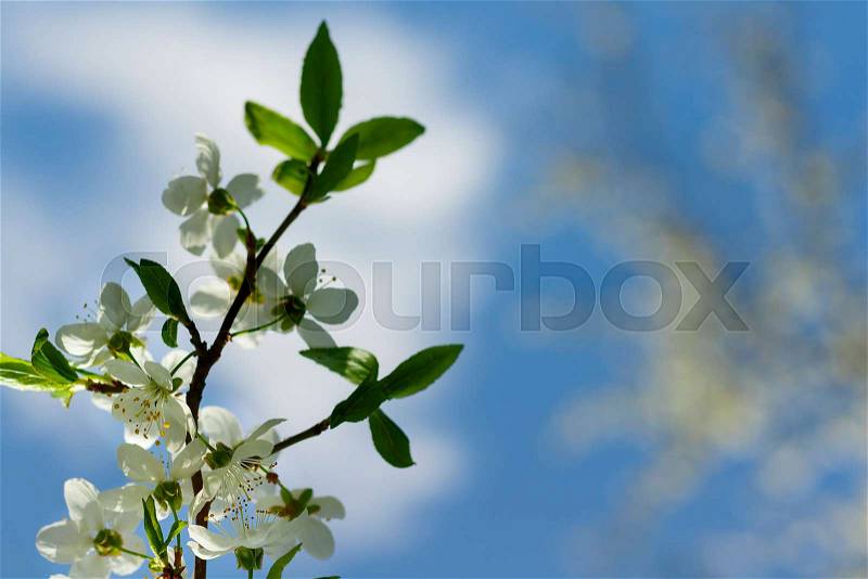 Close-up shot of Apple blossom flowers in spring, blooming on young tree branch, isolated over blurred blue clear sky, stock photo