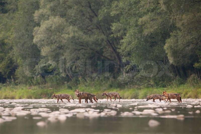 Wolf pack, canis lupus, of seven crossing river in wilderness. Wildlife nature scenery of group of animals moving across water stream. Animal predators on a hunt, stock photo