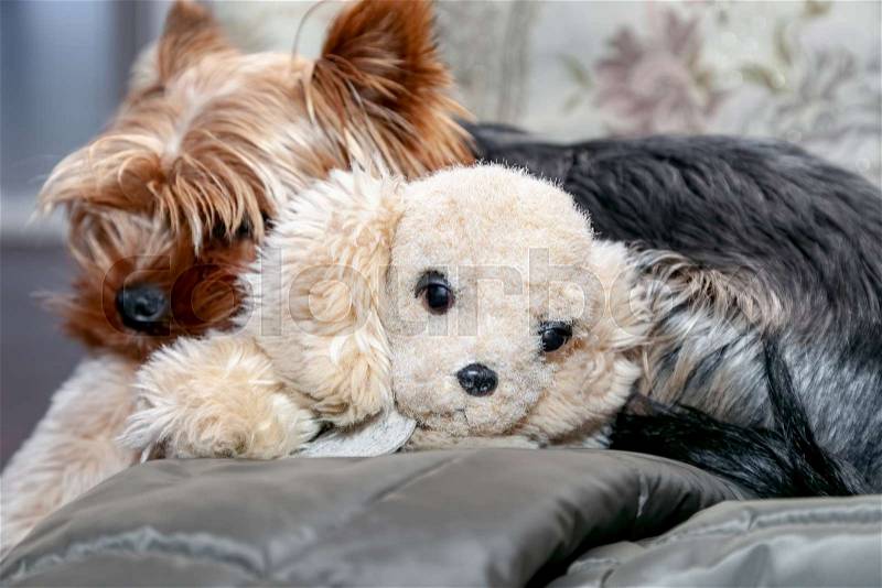 Young dog Yorkshire terrier sleeps with a plush toy puppy, stock photo